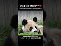 귀여워 ~ 요즘 꽂힌 판다 쓰슈에자이 건강해 아가 pandababies sixuezai