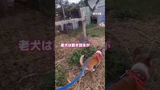 ヤギとの出会い#犬と山羊#元気に動く#老犬