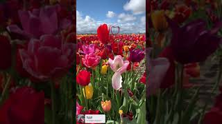 Tulip 🌷 field in the Netherlands 🇳🇱 #travel #explore #flowers