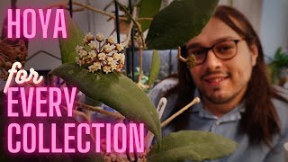 Hoya for Every Collection | Hoya finlaysonii in Bloom