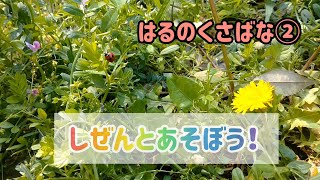 自然と遊ぼう！春の草花②