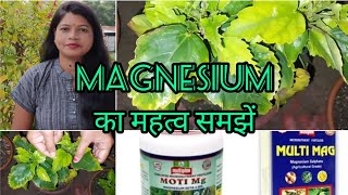 मैग्नीशियम का महत्व समझें l मेग्नीशियम के कमी के लक्षण तथा उपाय l How to use Epsom Salt for Plants