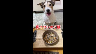 真イワシのご飯を食べたジャックラッセルテリア