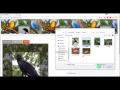 intelligent bird species recognition