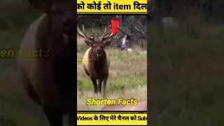 #do dear #shorts #video #animals #shorts #video #hiran and #hiran