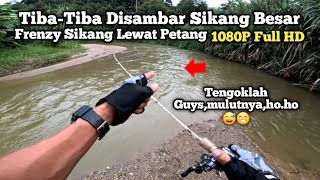 Casting Santai‼️Tetap frenzy Malah DiSambar Sikang Besar Sungai Pergunungan-Rod Fiberglass-vlog247