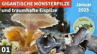 GIGANTISCHE MONSTERPILZE | TRAUMHAFTE EISPILZE |   Was machen die Höhlenpilze? | Pilzjahr 2025