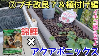 アクアポニックス⑦オートサイフォンのプチ改良？＆植付け編