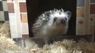 我が家のハリネズミの床材を変更！Hedgehog