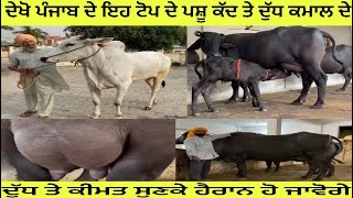 Top Murrah Buffaloes in Punjab/ਸਾਰੇ ਪਸ਼ੂ ਹੀ ਪੰਜ ਲੱਖ ਦੀ ਕੀਮਤ ਤੋਂ ਵੱਧ ਦੇ #beanttulewal #murrahbuffelos