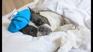 How To Treat Dog Flu