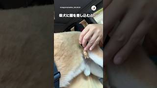 車のエンジン音かと思ったら……｜PECO #柴犬 #赤柴 #茶柴 #柴犬のいる暮らし #柴犬大好き #shiba #shibainu #shibainulife #shibainulove