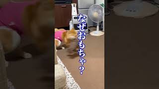 飼い主が倒れたフリした時の愛犬の反応