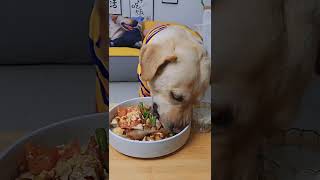 【狗狗試吃官】有烤鴨有雞腿，小狗這壹餐吃高興了#pet #dog #萌宠 #狗狗吃播 #不养狗不知道养狗的乐趣 #狗狗吃饭 #shorts