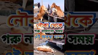 নৌকা থেকে গরু নামানো সময় এই অবস্থা হলো Cow from the boat