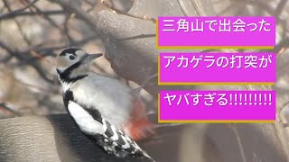 アカゲラの打突がヤバイ！