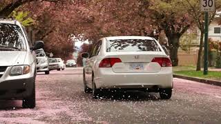 温哥华的春天 movie cherry blossom in Vancouver