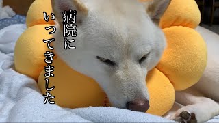 久しぶりにエリザベスカラーを付けられるものの受け入れて爆睡する柴犬