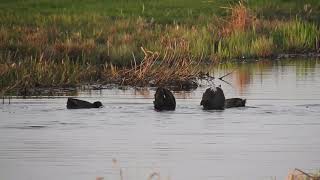 Vroege Vogels - Vechtende meerkoeten