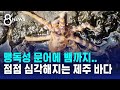 소리 없이 변한 제주 바다…'맹독성 문어'까지 발견 / SBS 8뉴스