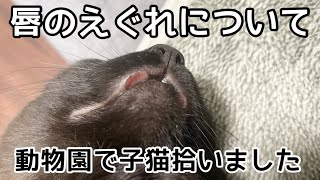 【好酸球性肉芽腫症候群？】猫の唇のえぐれについて【閲覧注意】