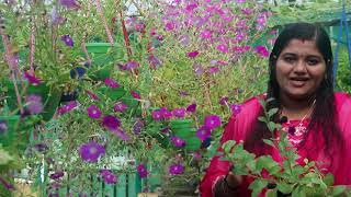 നാടൻ പെറ്റൂണിയ വളർത്താം ! Gardening  Malayalam ! How to grow Petunias From Cuttings !