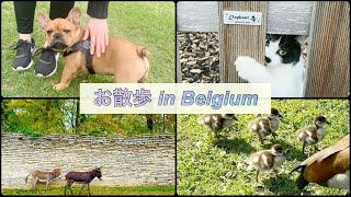 【おさんぽ】可愛い動物たち｜ベルギー｜緩動画