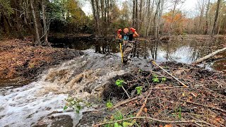 Beaver Dam Removal! || Draining Beaver Dam 5.0! 😳 #beaverdamremoval