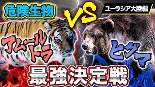 【最強決定戦】 アムールトラ vs ヒグマ どっちが強いのか！？ 【バトル】