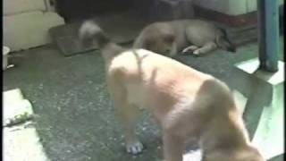 四国犬の子犬 006　puppy of shikoku-dog