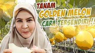 Ladang gold melon di tengah padang bola!