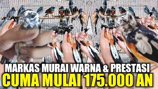 BONGKAR MURAI BLOROK \u0026 MURAI HUTAN PALING MEWAH !!! SEMUA DIOBRAL CUMA MULAI 175.000 AN HARI INI