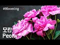 모란 꽃피는 모습 / Peony / 봄꽃 개화