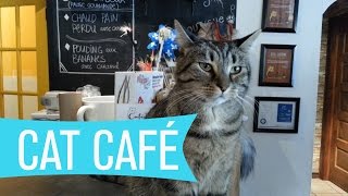 Montreal Cat Cafe - Café le chat l'heureux | WHAT'S UP MONTREAL? [VLOG]