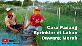 Cara Pasang Sprinkler di Lahan Bawang Merah agar Penyiraman Lebih Mudah