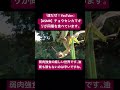 【asmr】チョウセンカマキリが同種を食べています。 love クワガタ 昆虫食 mukbang カブトムシ eating 虫食べる mantis god korea naver