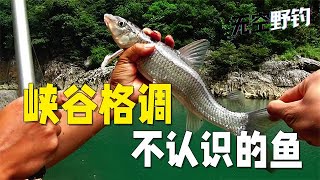 【無空野釣】跑了那麽多的地方，還是這個峽谷最有格調 #钓鱼 #探险 #户外 #钓鱼生活 #钓鱼高手 #钓鱼分享 #钓鱼佬 #大鱼