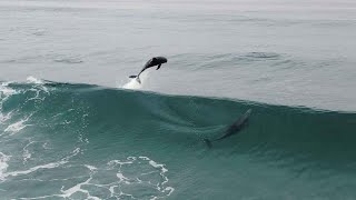 Surfing w/ Dolphins | Mission Beach, San Diego
