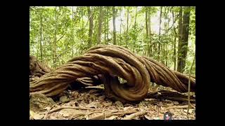 ගාල්ල උඩුගම කන්නෙලිය රක්ෂිතය Kanneliya Forest Reserve | Beautiful Sri Lanka