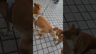 可愛柴犬小芋圓🐕遇到柴犬姐姐🐕差點演出限制級🤣🤣媽媽笑了😂😂#shorts #shibainu #shibalove