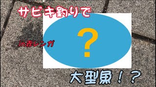 【赤レンガ倉庫前】真冬の時期に観光地の釣り場で釣りした結果…