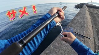 【ショアジギング】ヒラマサ＆泳がせ釣り！！