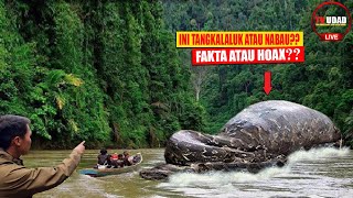 Misteri Dunia Cerita Penampakan Ular Nabau Dan Tangkalaluk di Kalimantan Dengan Nara Sumber...