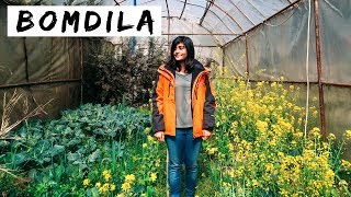 BOMDILA - FOUND THE CUTEST HOMESTAY! | North East India Vlog #5 | Kritika Goel