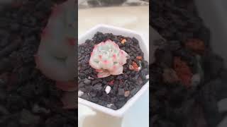 天鹅绒 多肉植物 succulents