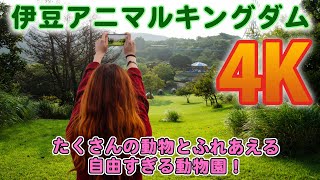 【4K動画】伊豆アニマルキングダムで動物たちとふれあおう！