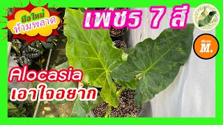 เพชรเจ็ดสี บอนอโลคาเซียที่เอาใจอยาก(Alocasia New Guinea Gold)