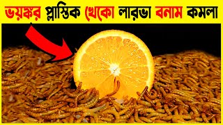 Mealworms VS Orange | ভয়ংকর লার্ভা বনাম কমলা | Experiments | Top 5 Amazing Experiments on YouTube