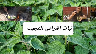 نبات القراص أو القريص طبخه وفوائده الطبية