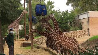 When Visiting Safari Ramat Gan